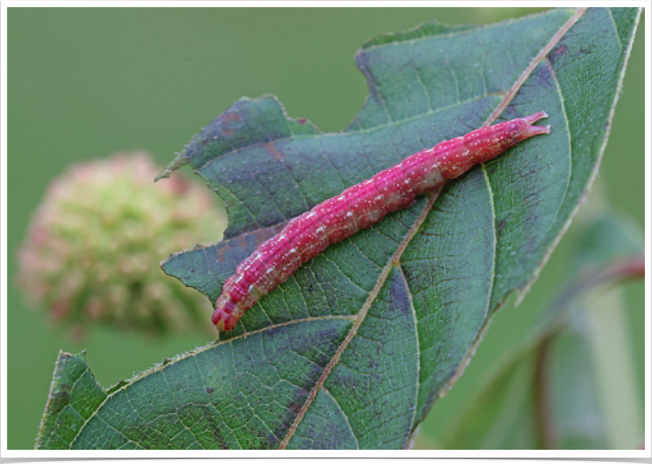 Ledaea perditalis (prepupal)
Lost Owlet (Buttonbush Owlet)
Hale County, Alabama